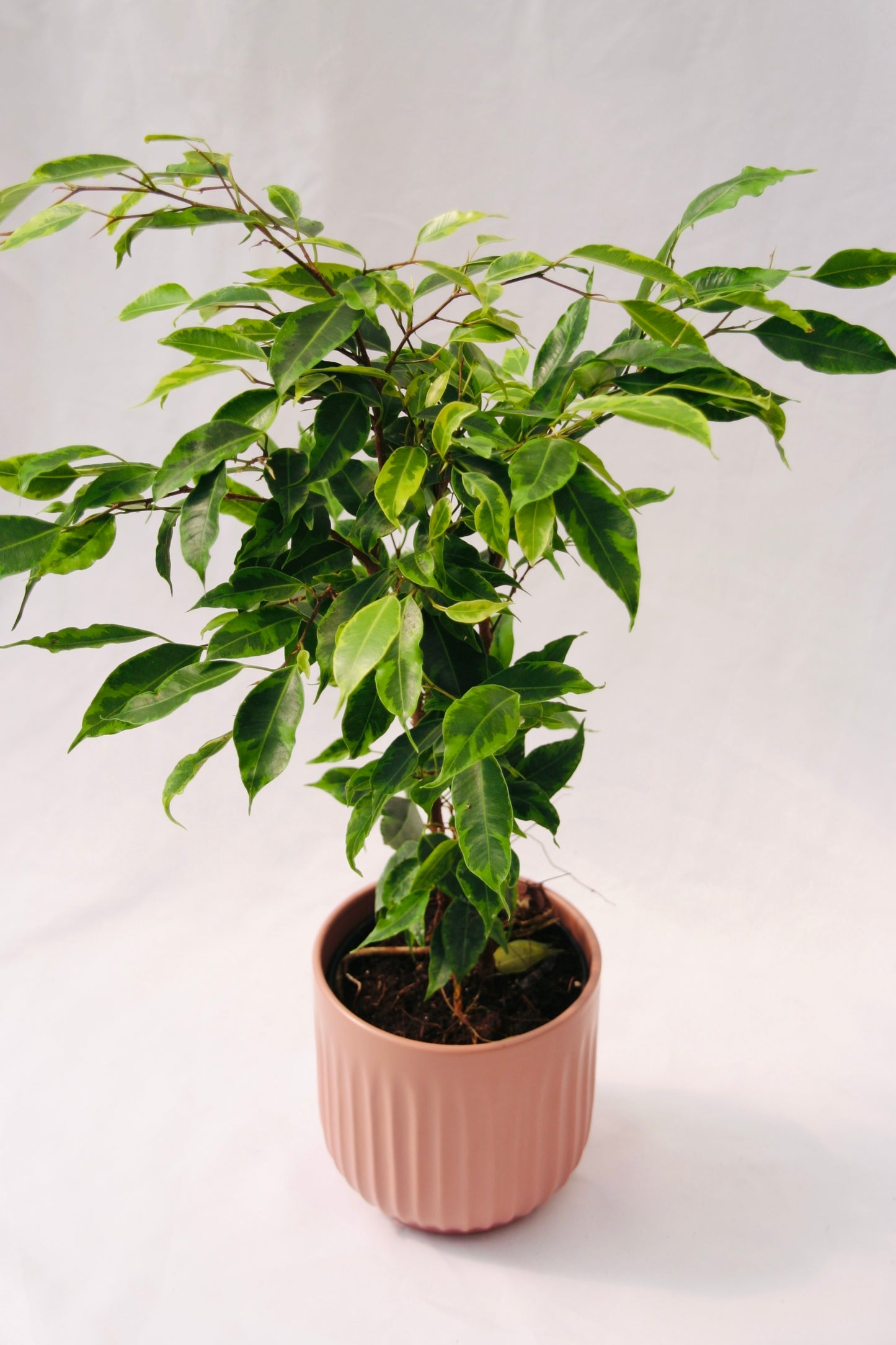 Cling-On® Anastasia Weeping Fig