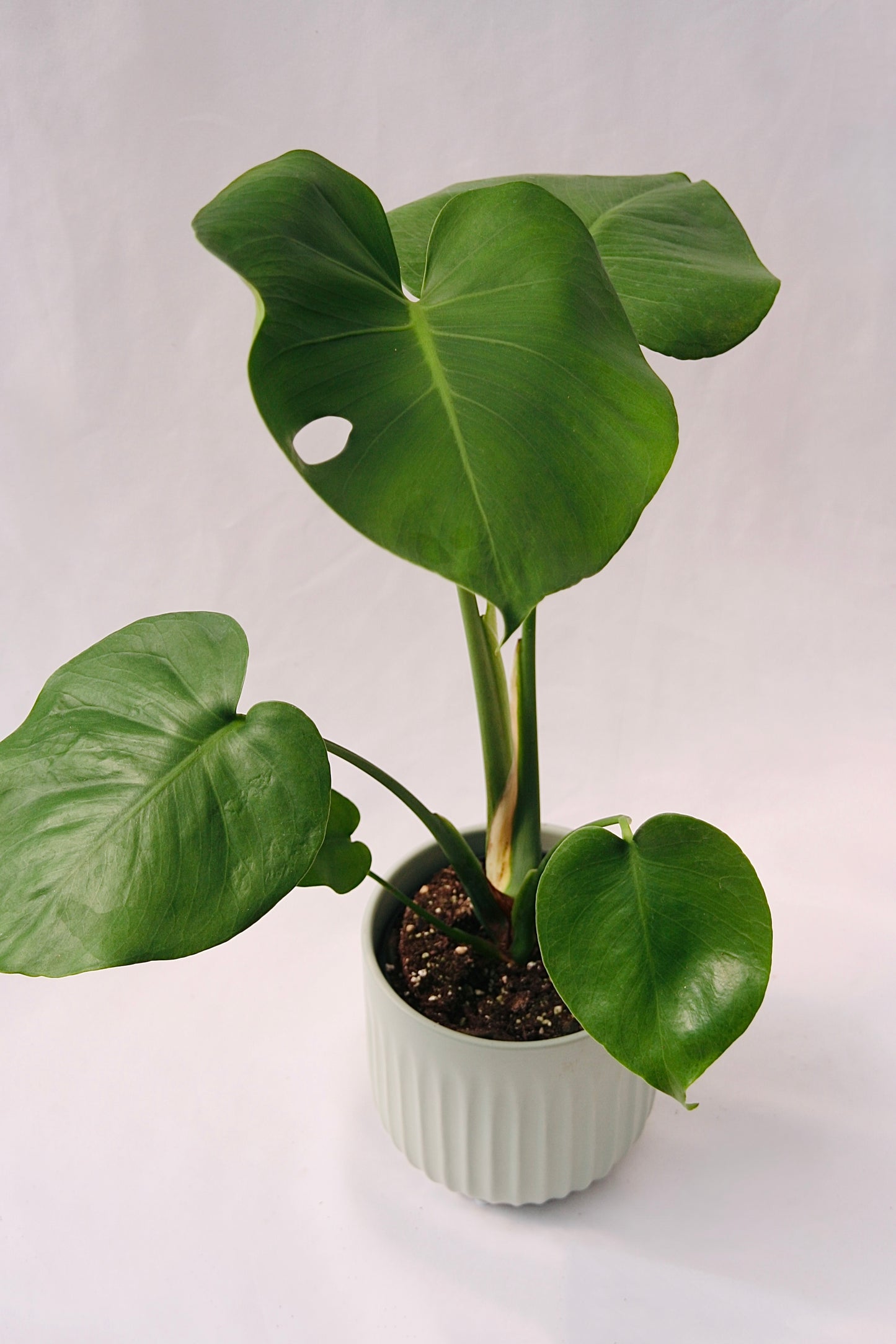 Philodendron 5" Monstera Deliciosa