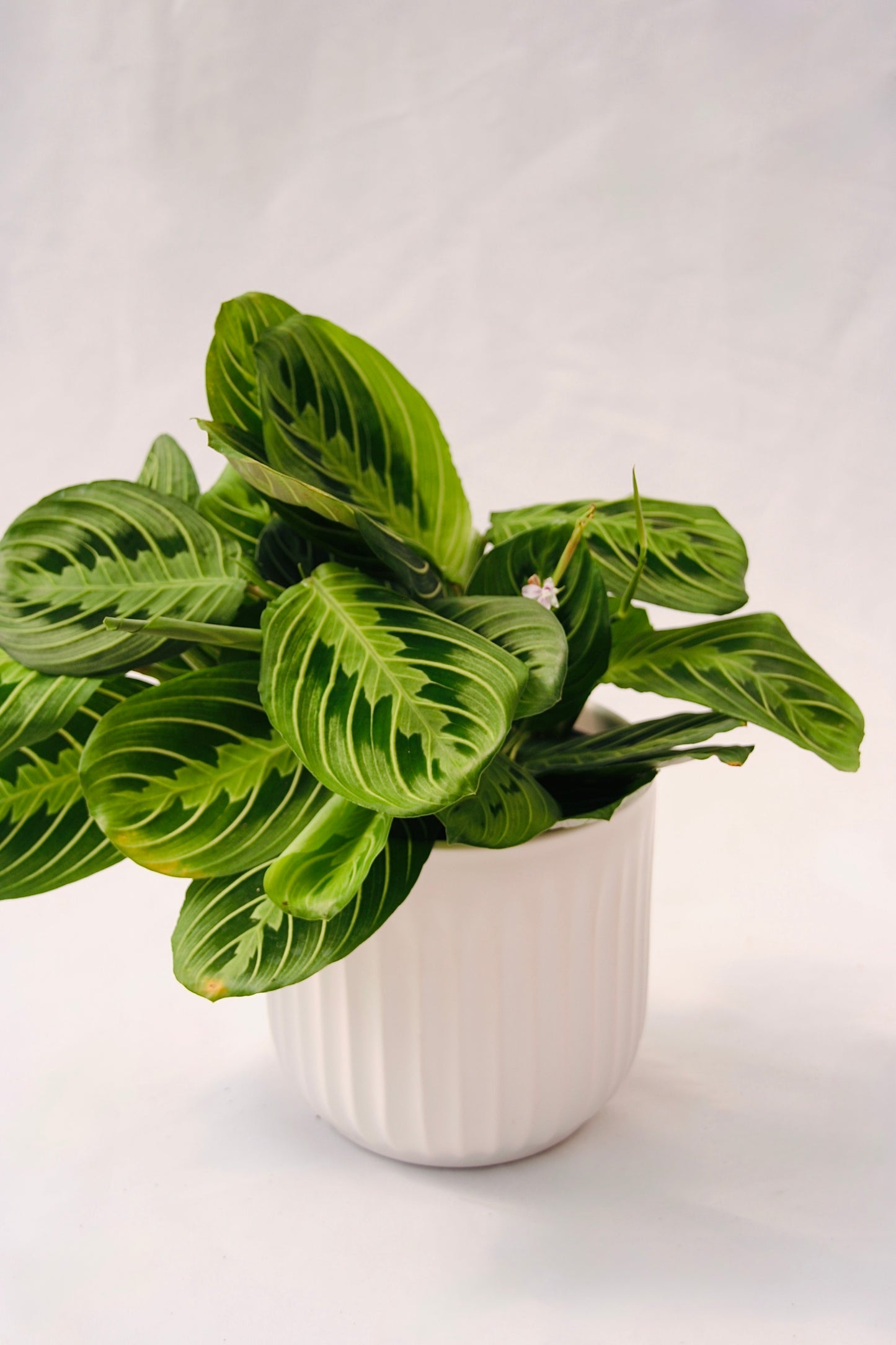 Prayer Plant Lemon Lime