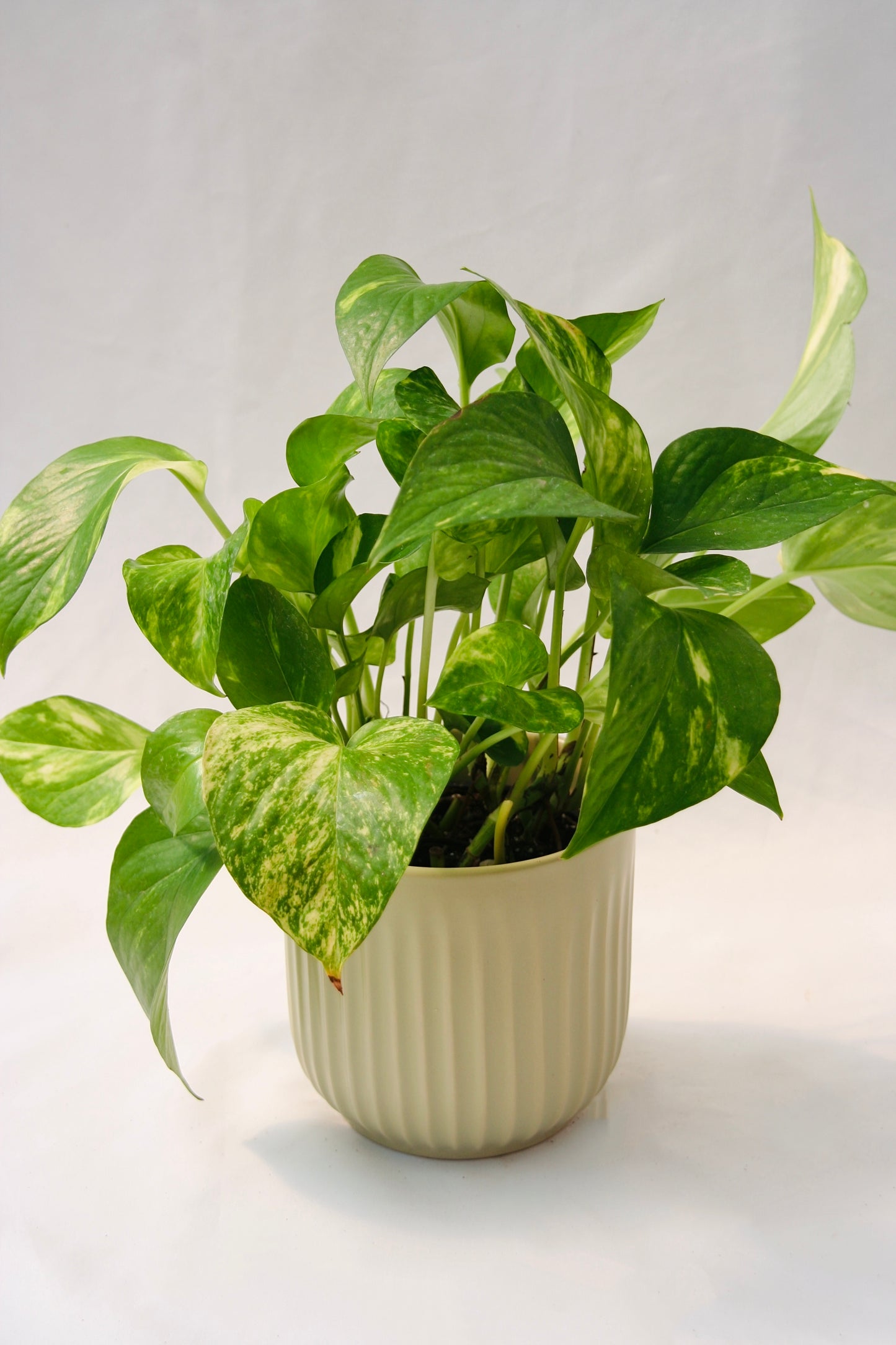 Pothos