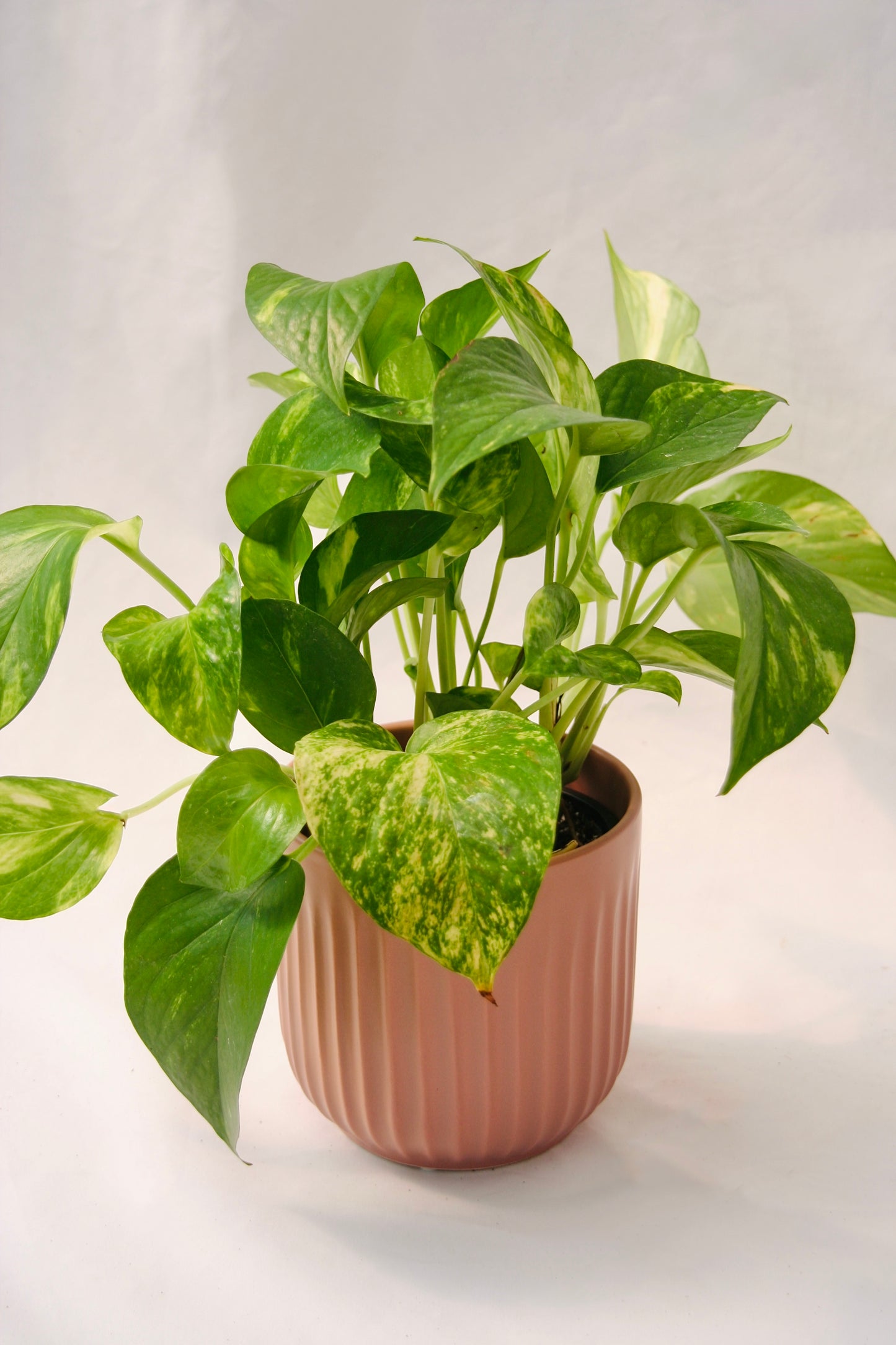 Pothos