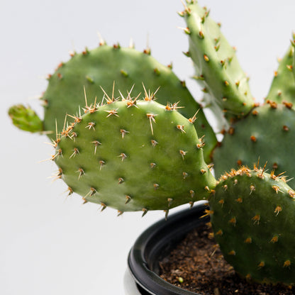 Eastern Prickly Pear Cactus