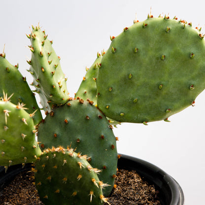 Eastern Prickly Pear Cactus