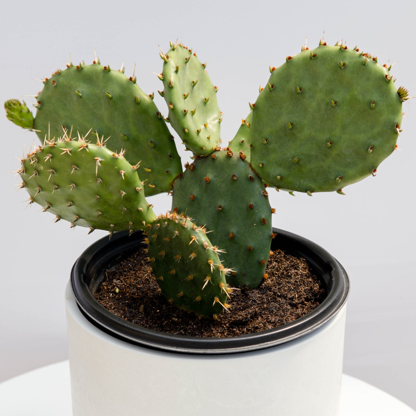 Eastern Prickly Pear Cactus