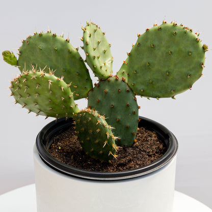 Eastern Prickly Pear Cactus