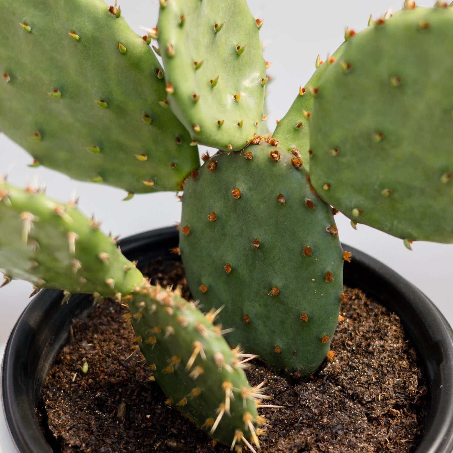 Eastern Prickly Pear Cactus