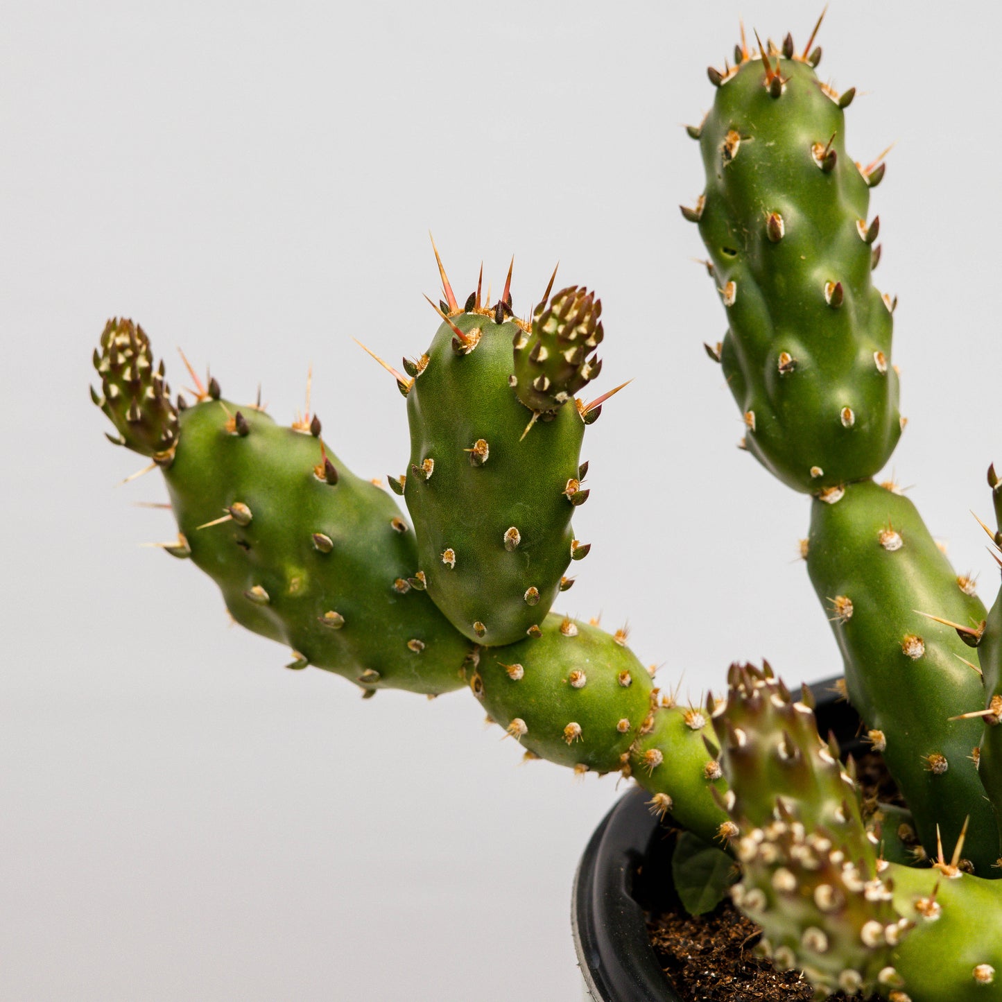 Fragile Prickly Pear Cactus