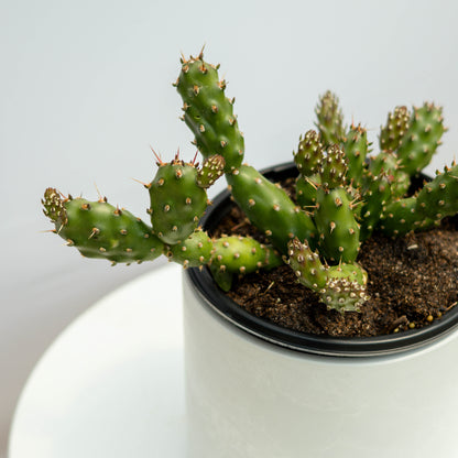 Fragile Prickly Pear Cactus