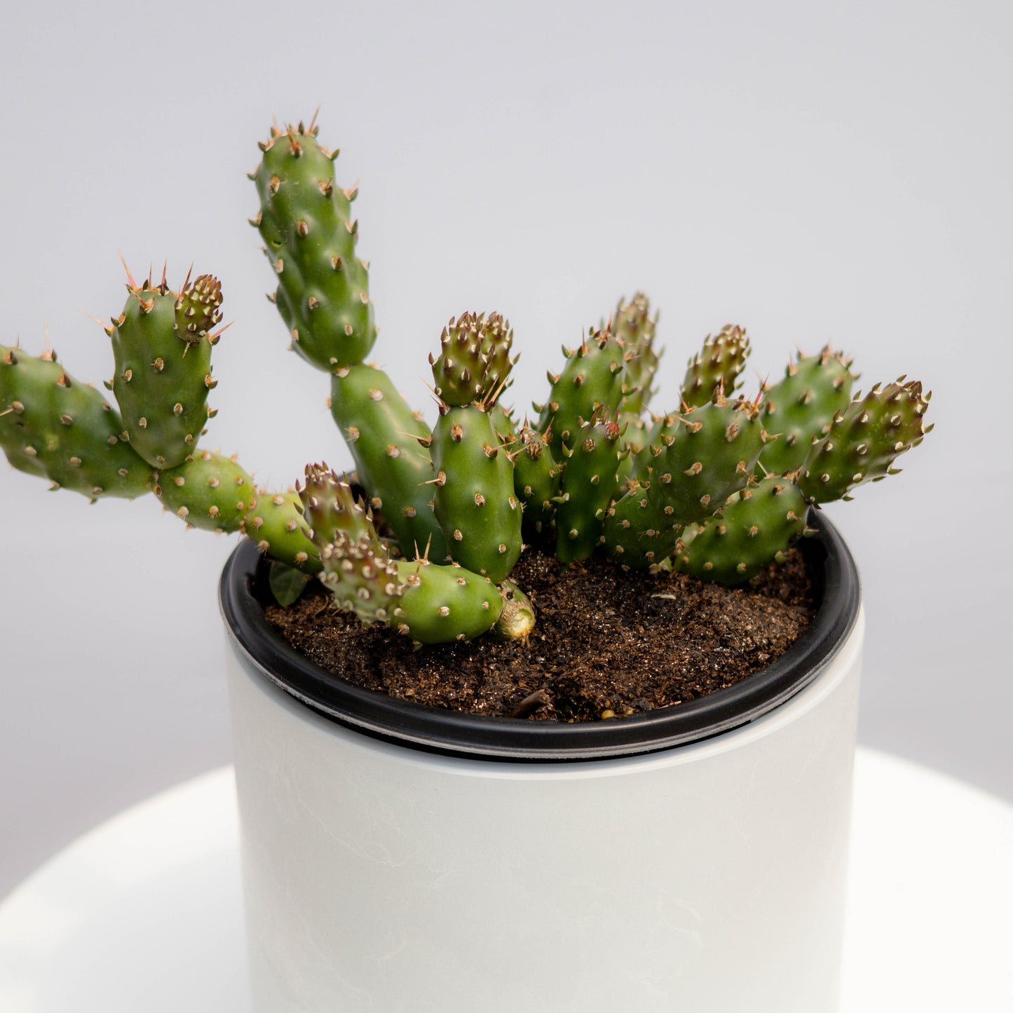 Fragile Prickly Pear Cactus