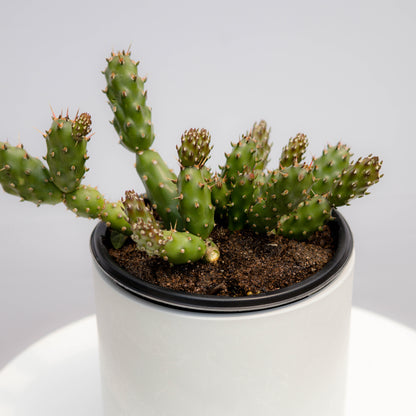 Fragile Prickly Pear Cactus