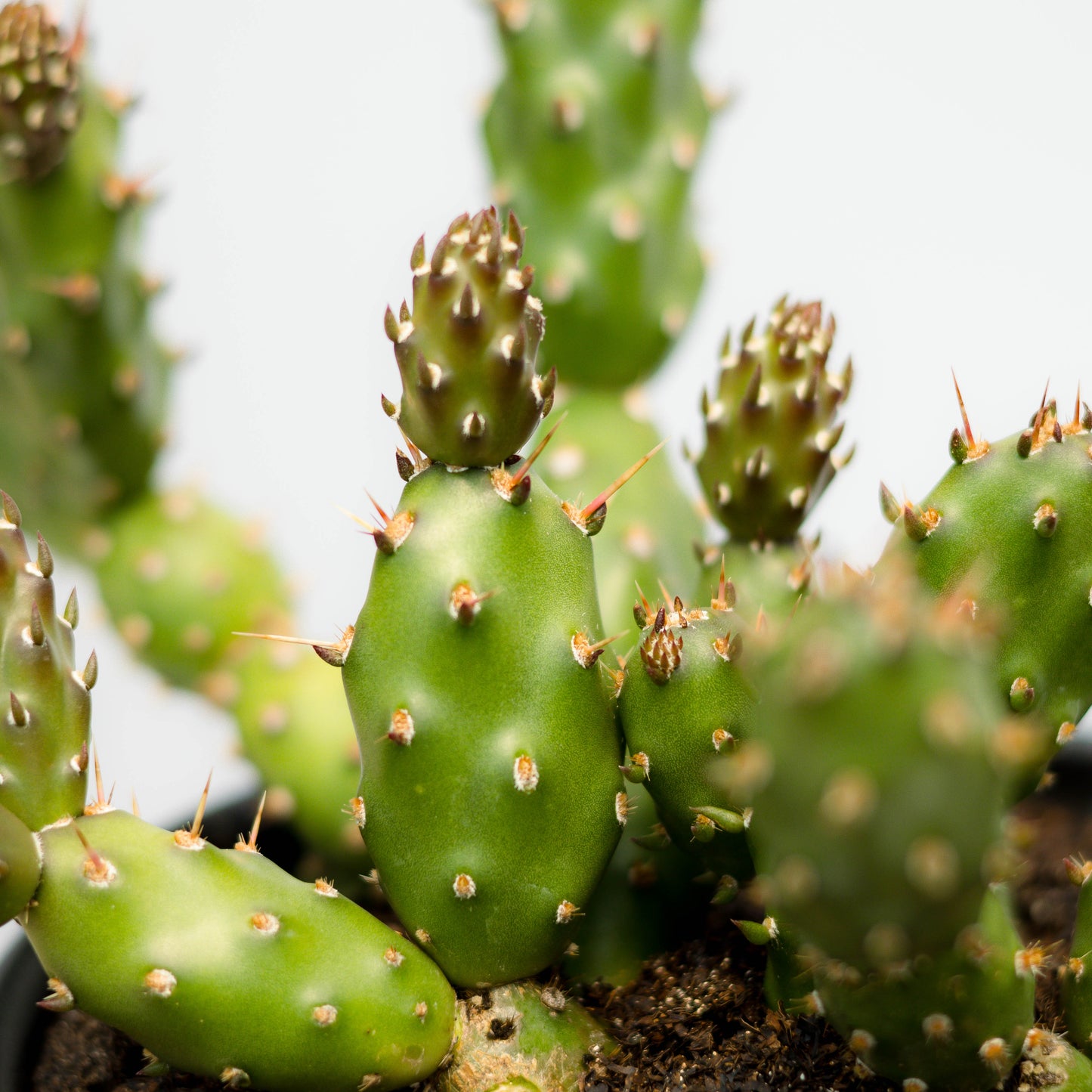 Fragile Prickly Pear Cactus