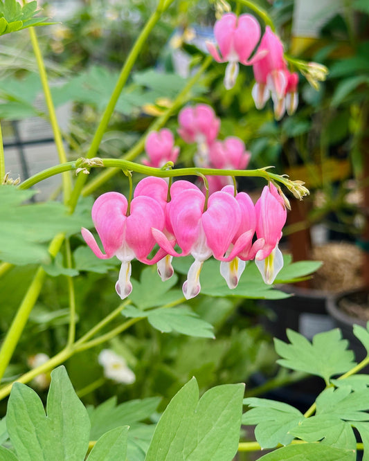 King of Hearts Bleeding Heart