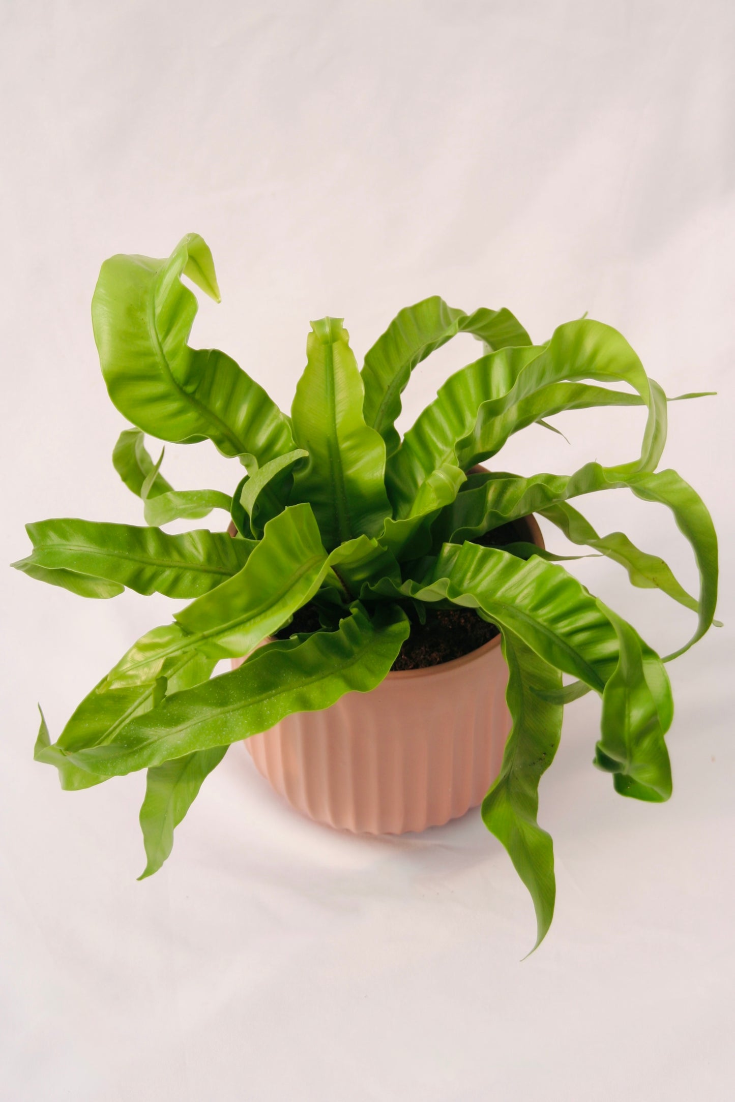 Living Lace Hurricane Bird's Nest Fern