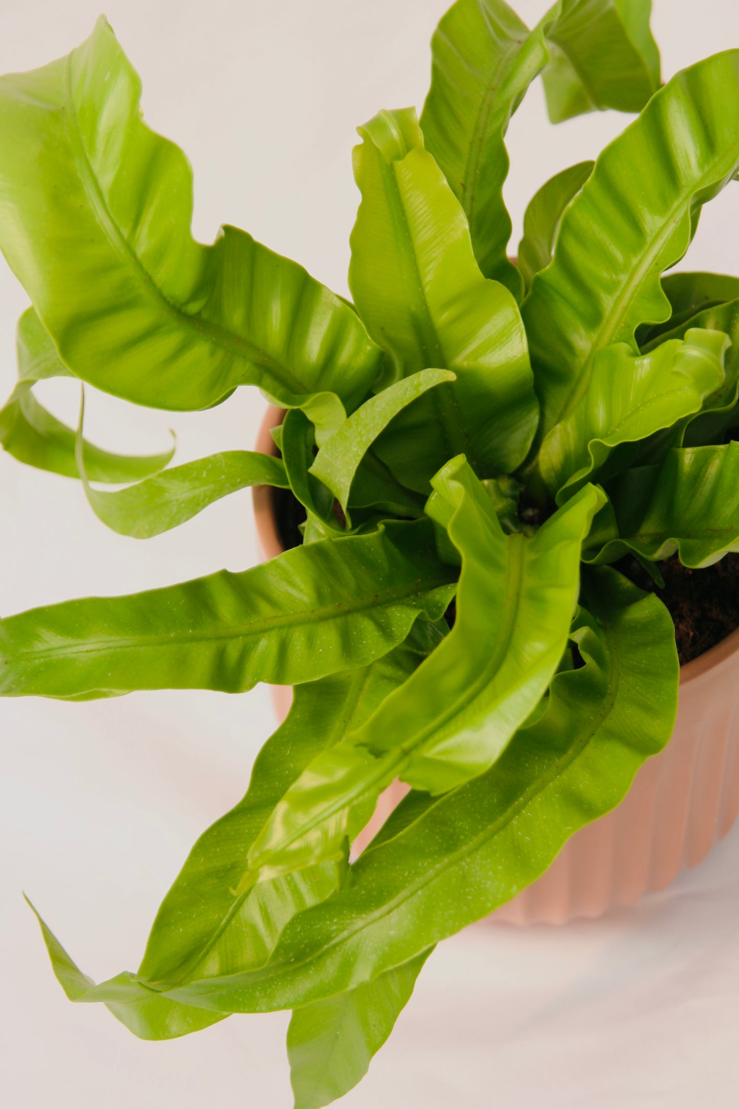 Living Lace Hurricane Bird's Nest Fern