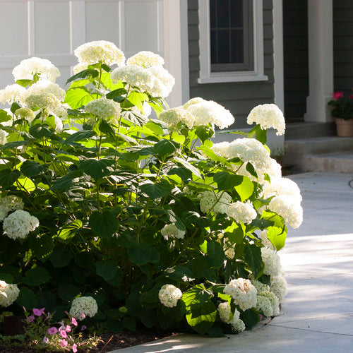 Hortensia anti-tempête Incrediball