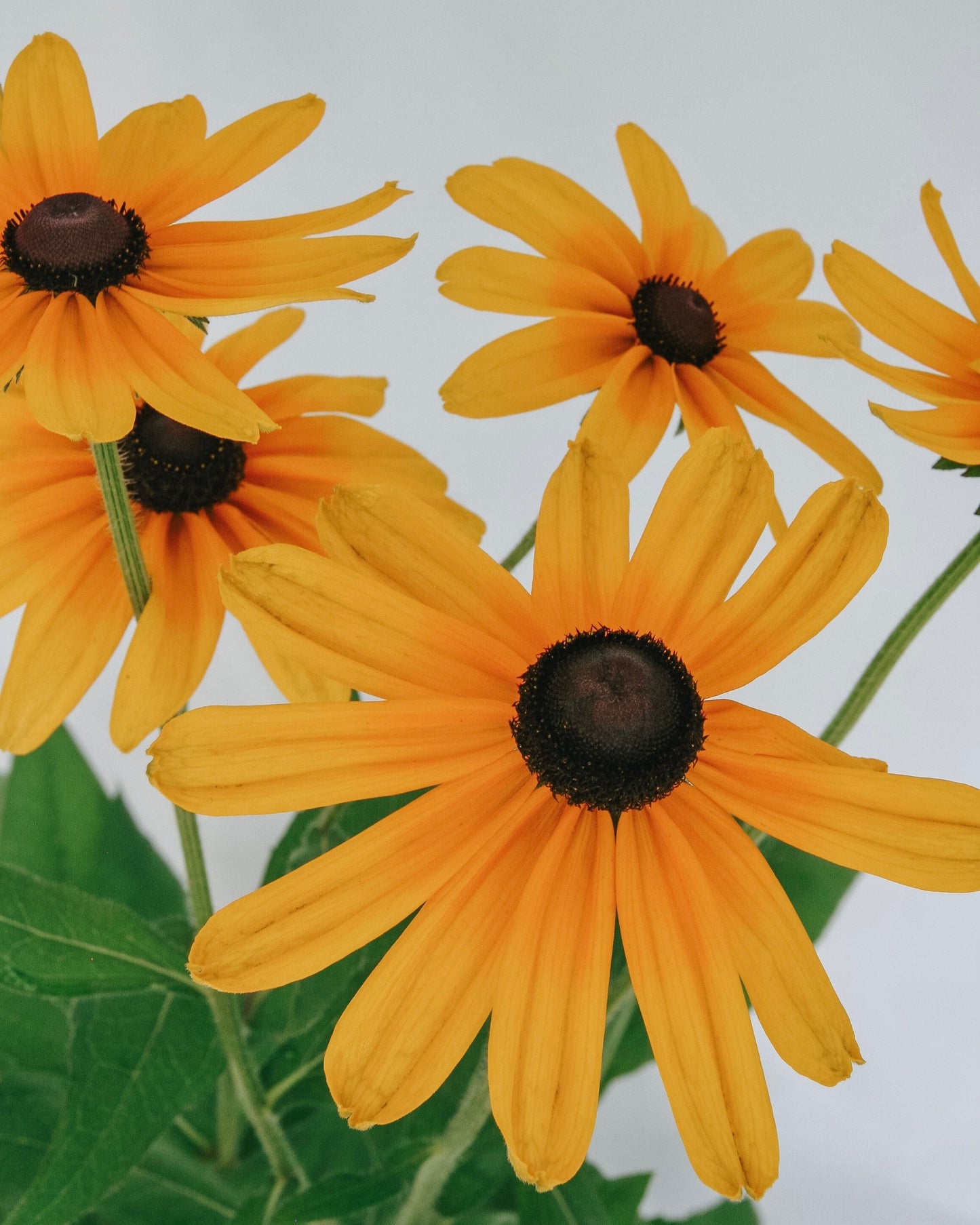 Indian Summer Daisy