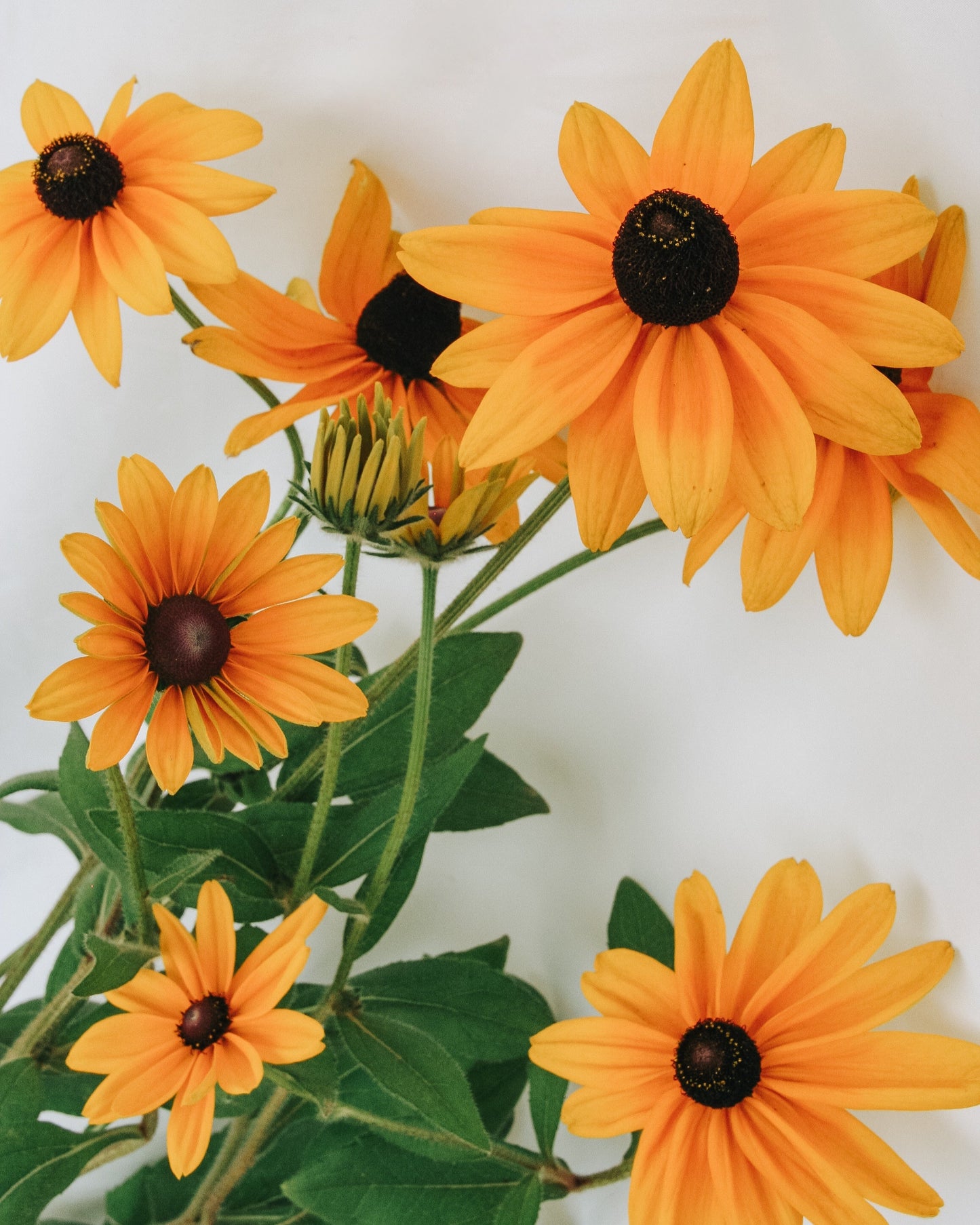 Indian Summer Daisy