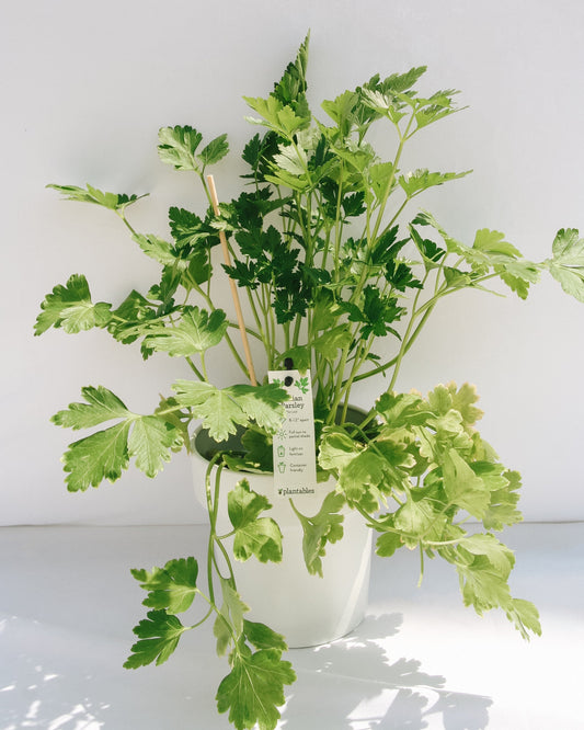 Italian Parsley