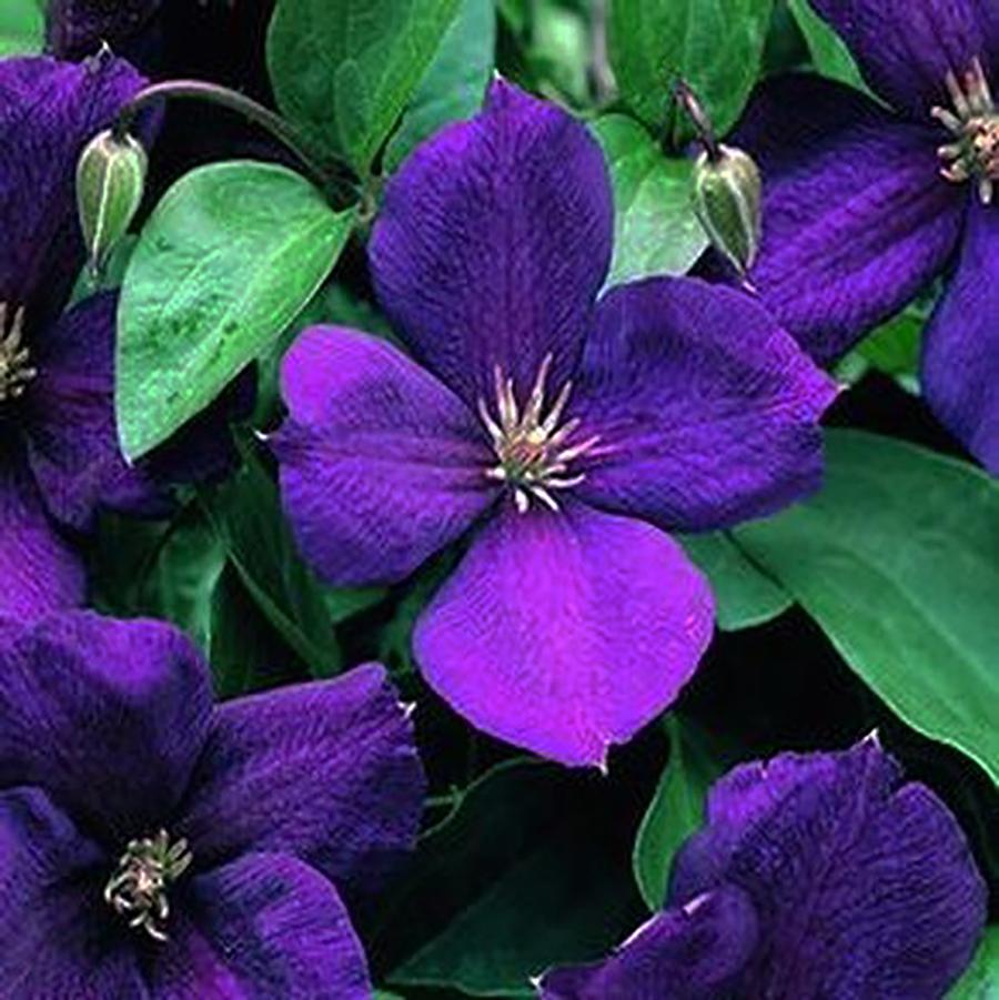 Jackmanii Superba Clematis