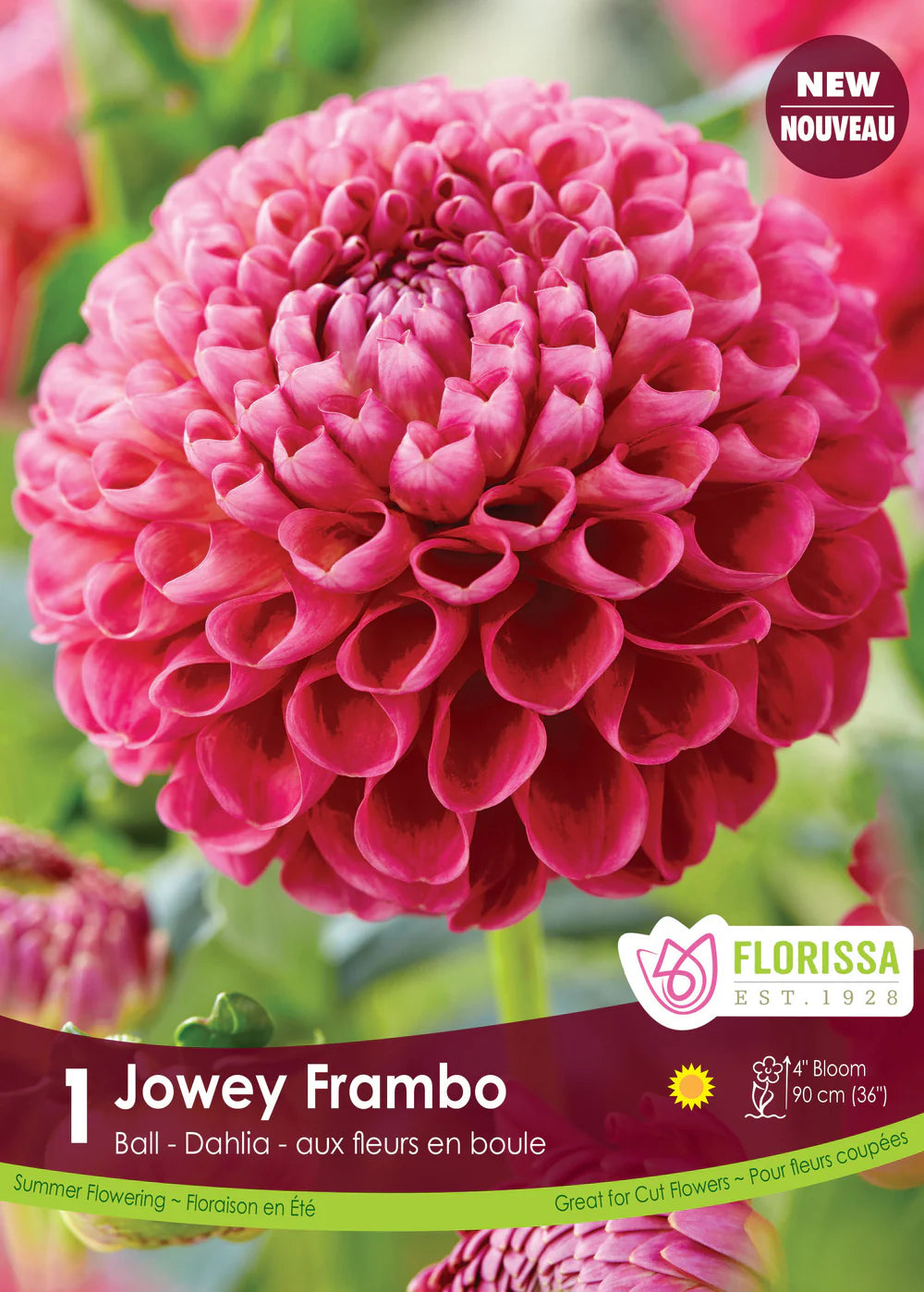 Jowey Frambo Ball Dahlia