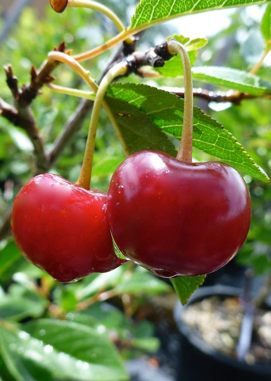 Juliet Dwarf Cherry