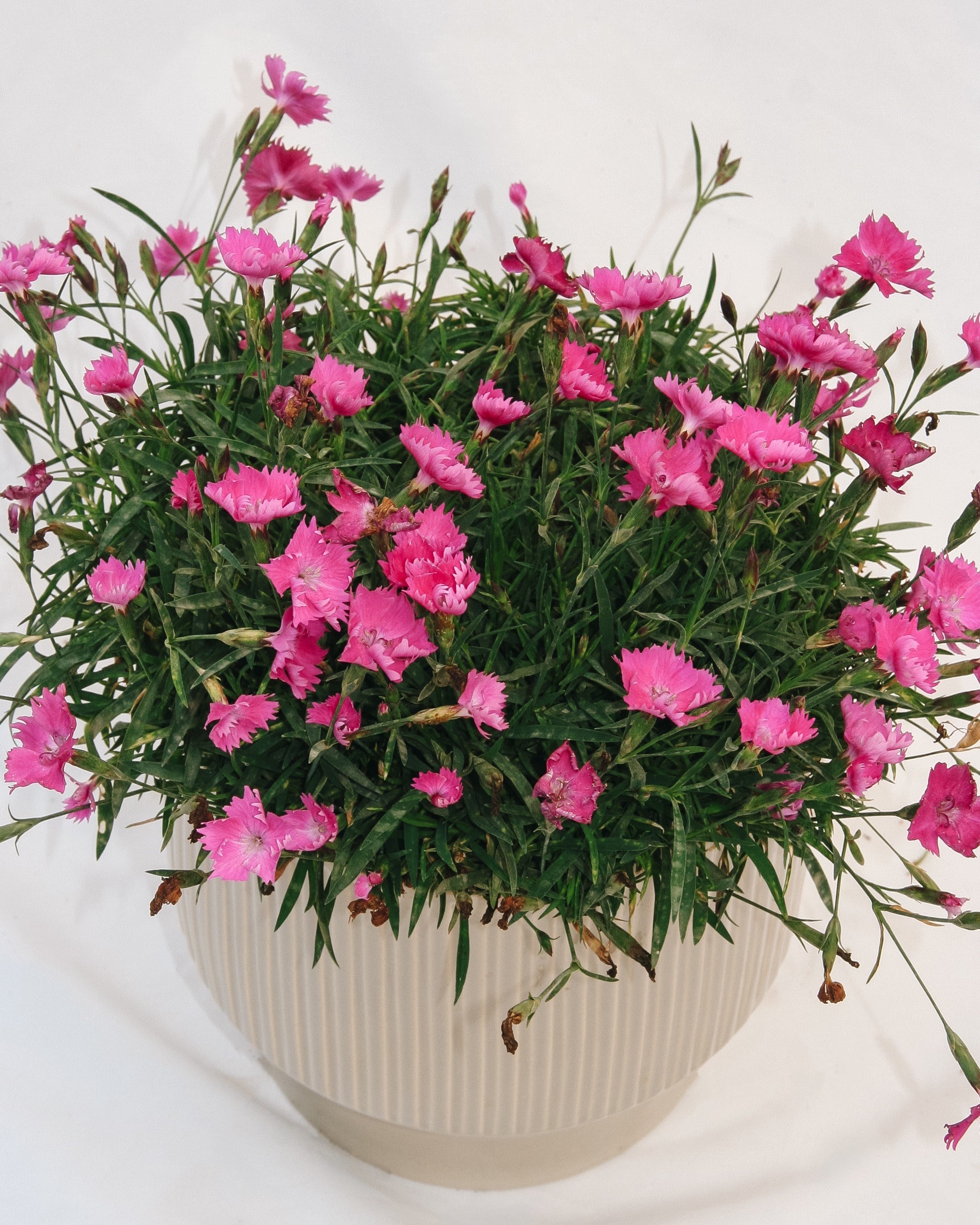 Kahori - Scarlet Pinks