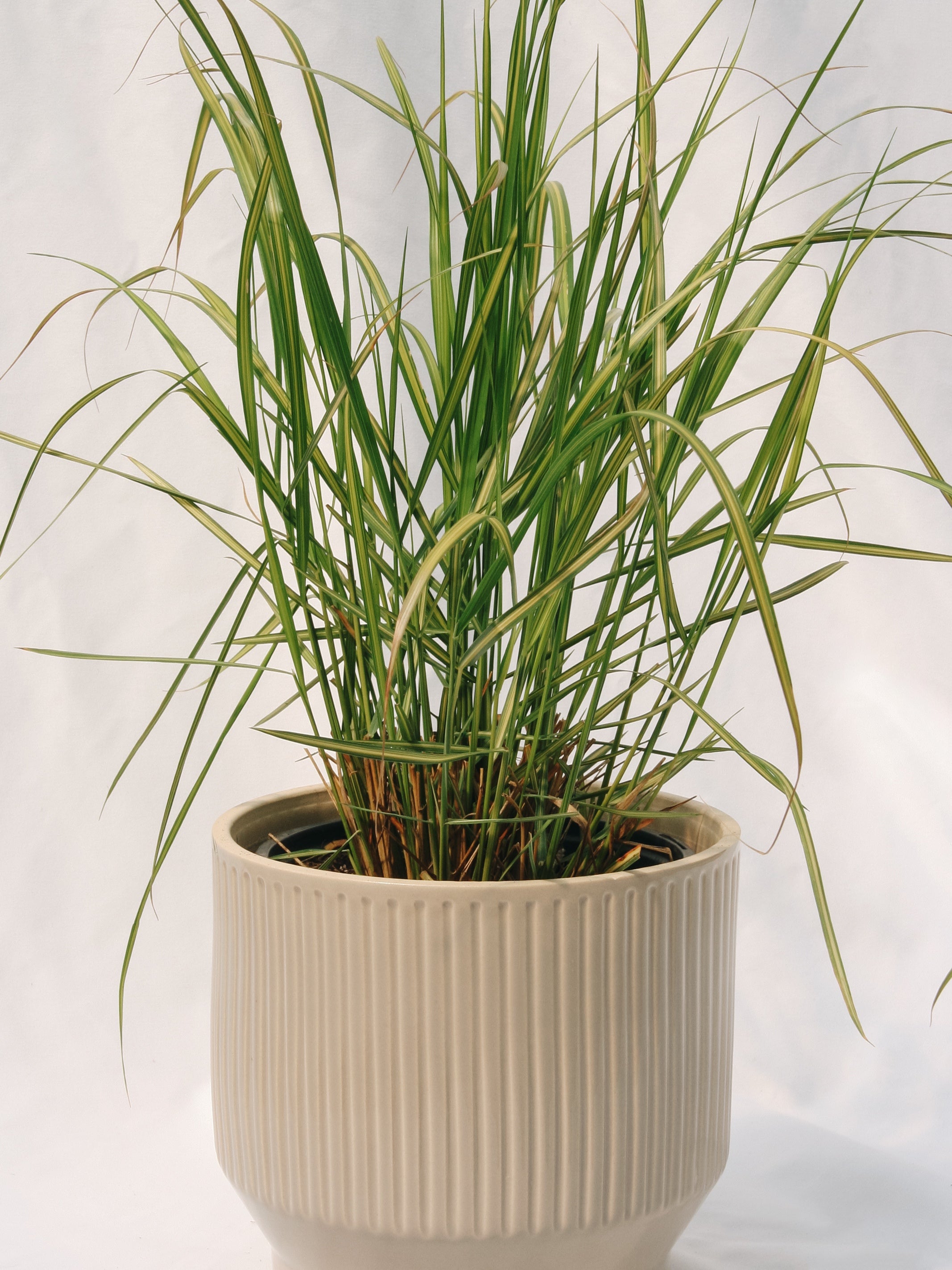 Pettus Reed Green Reed Grass Mac Crisp Apple | 4oz Reed Diffuser – Kascading