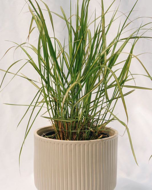Karl Foerster Reed Grass