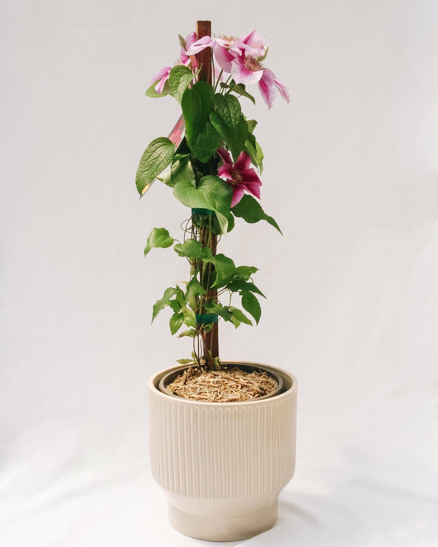 Killian Donahue Clematis