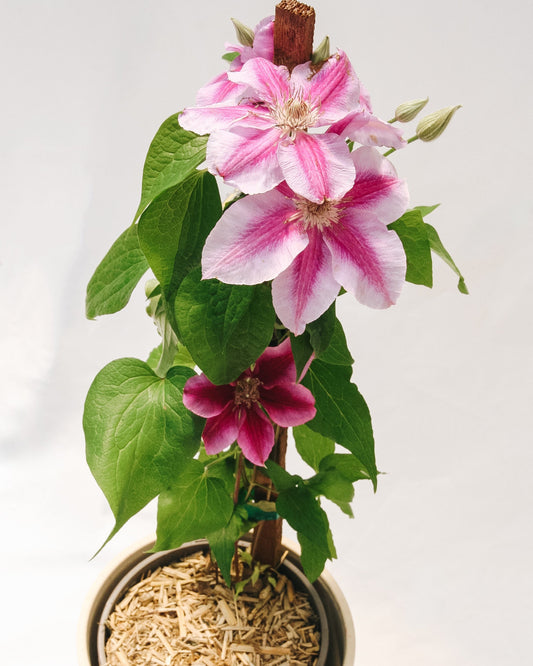 Killian Donahue Clematis