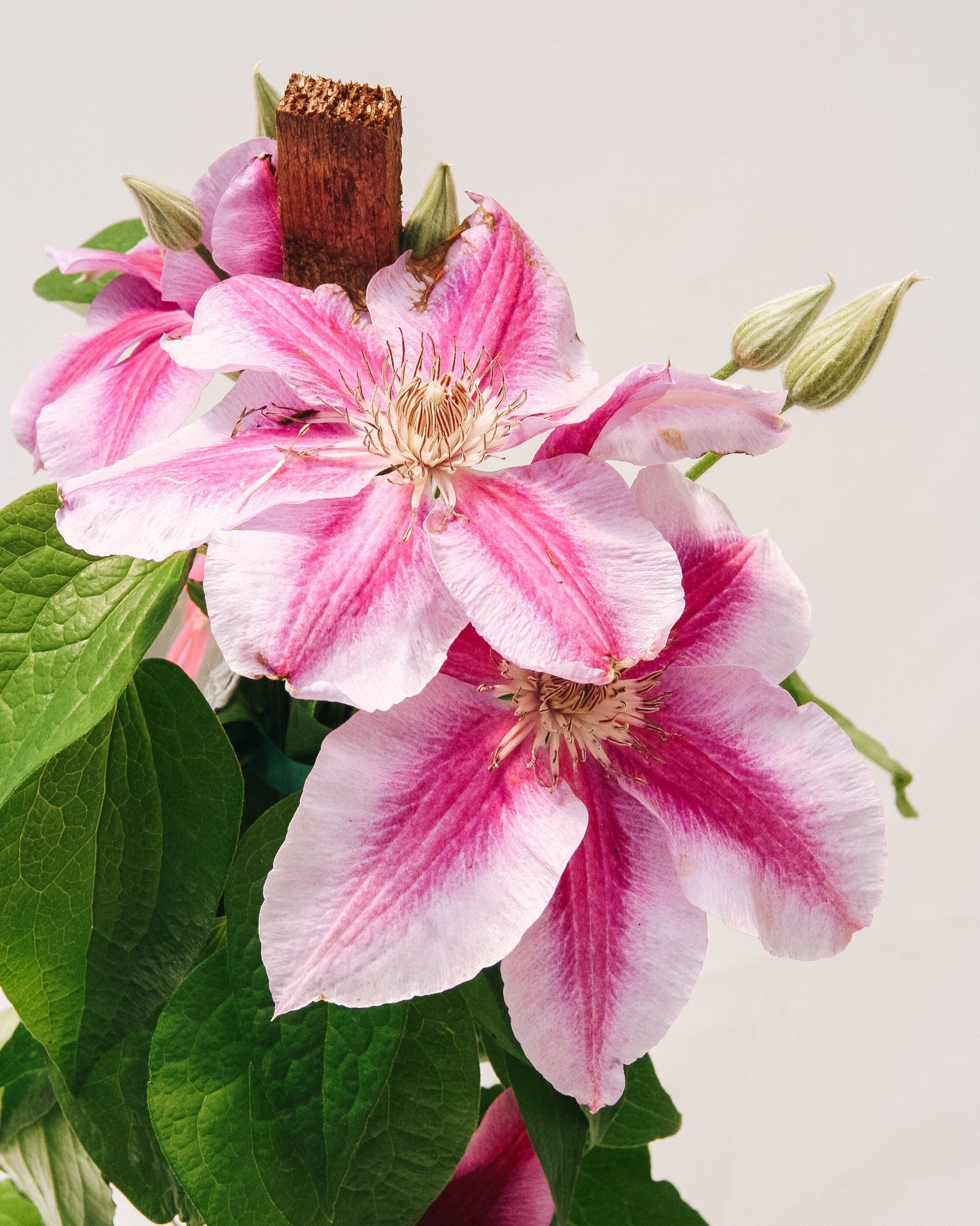Killian Donahue Clematis