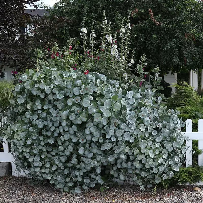 Chèvrefeuille fantôme de Kintzley