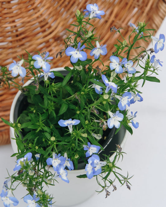 Laguna Compact Blue with Blue