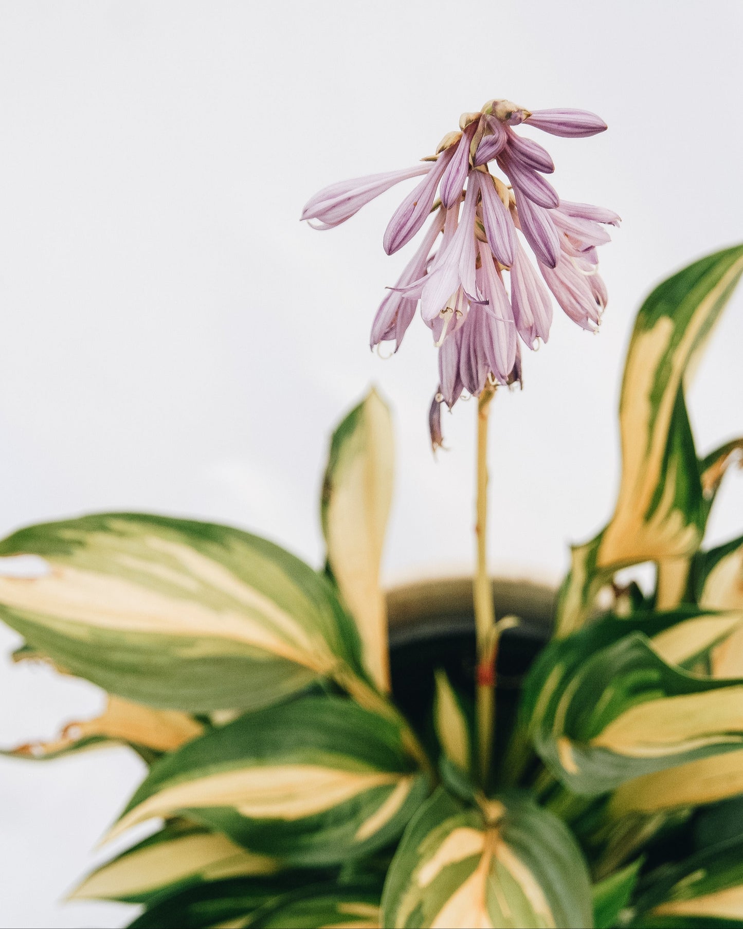 Lakeside Little Tuft Plantain Lily