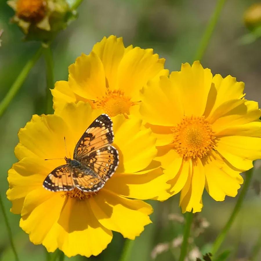 Coreopsis à feuilles lancéolées