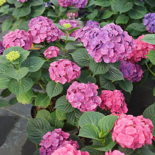 Let's Dance Big Band Reblooming hydrangea