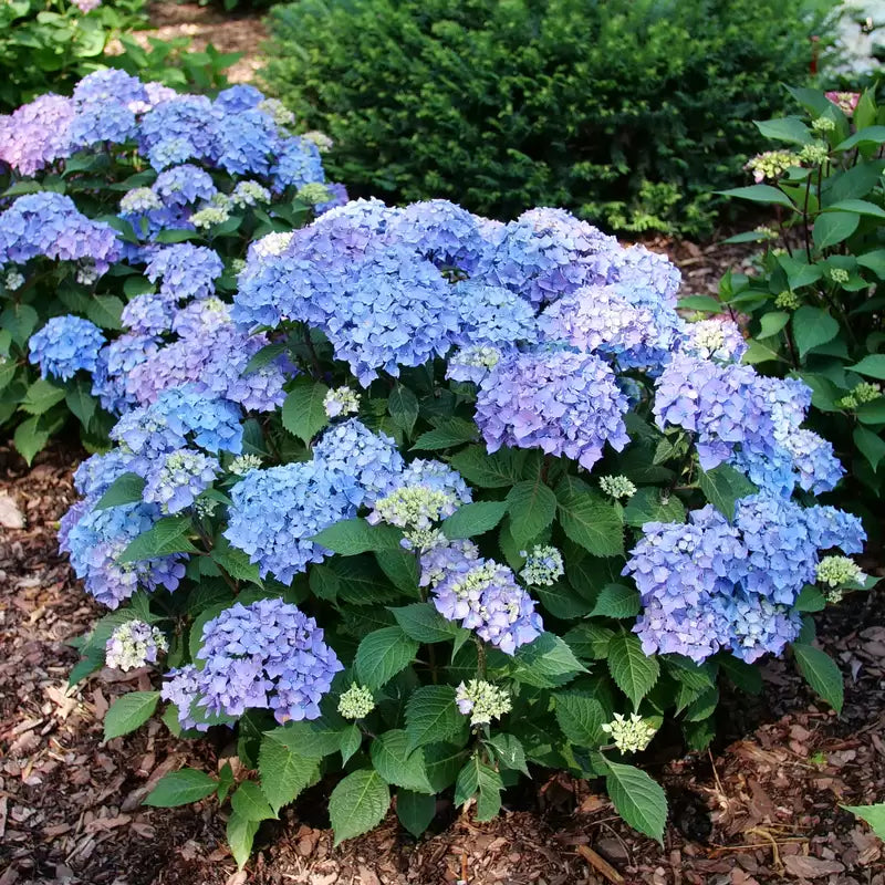 Let's Dance Lovable Hortensia à grandes feuilles