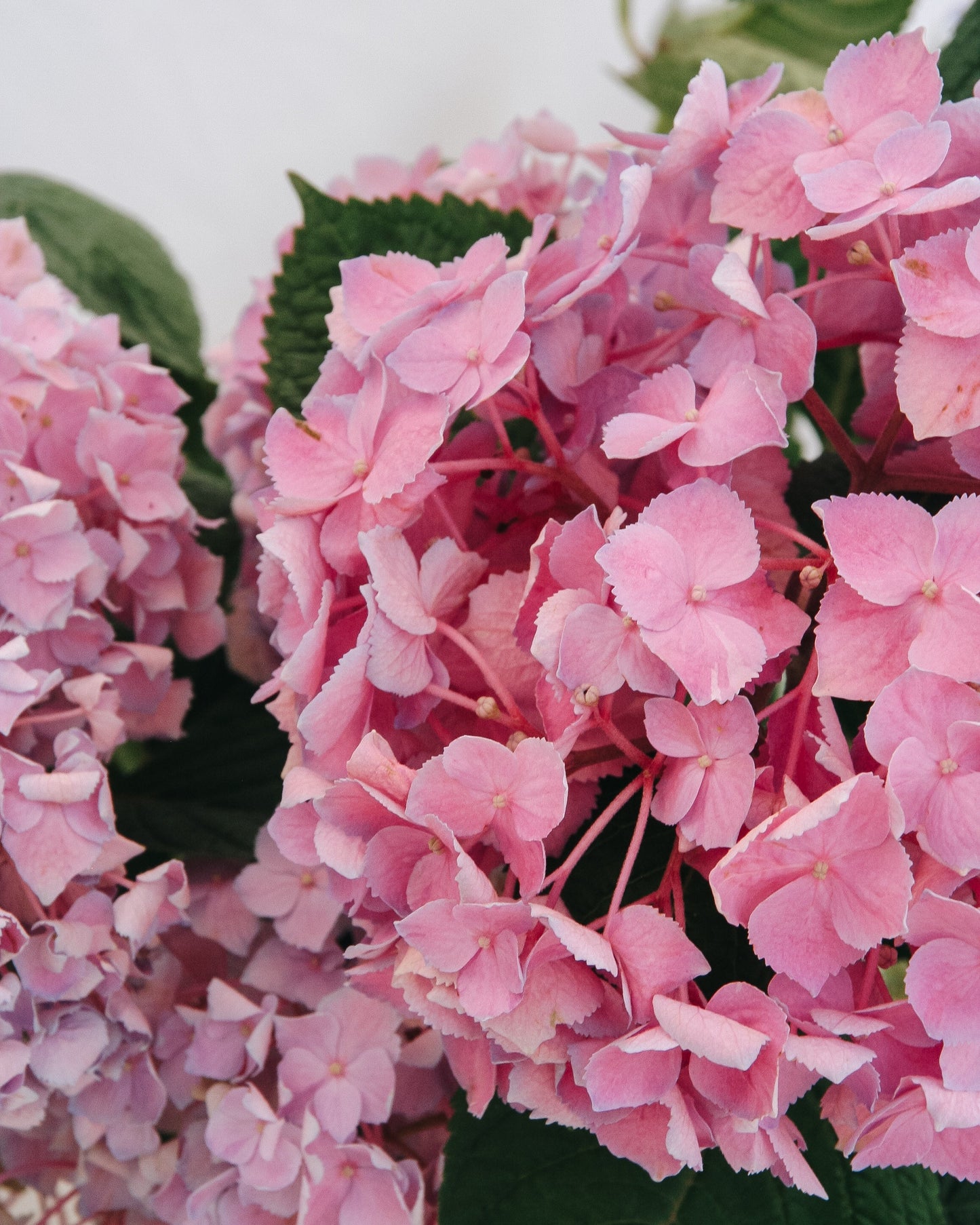 Let's Dance Sky View  Reblooming Hydrangea