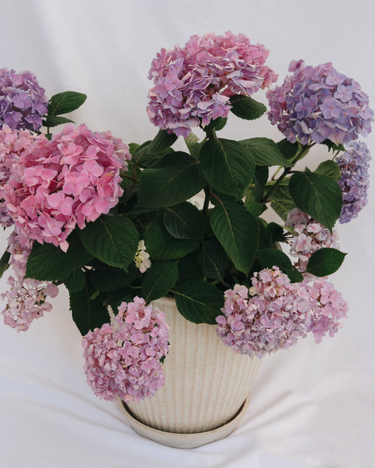 Let's Dance Sky View Hortensia refleurissant