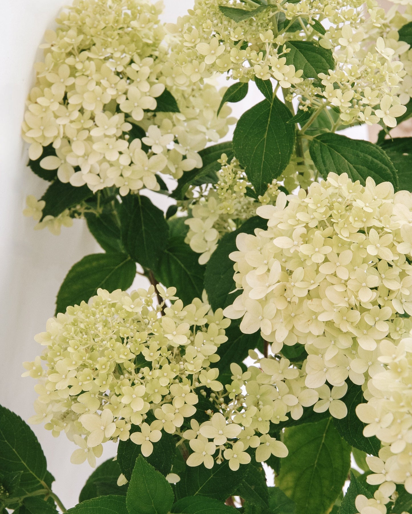 Hortensia paniculé « Limelight »