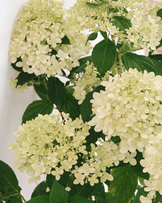 Limelight Prime  Panicle Hydrangea