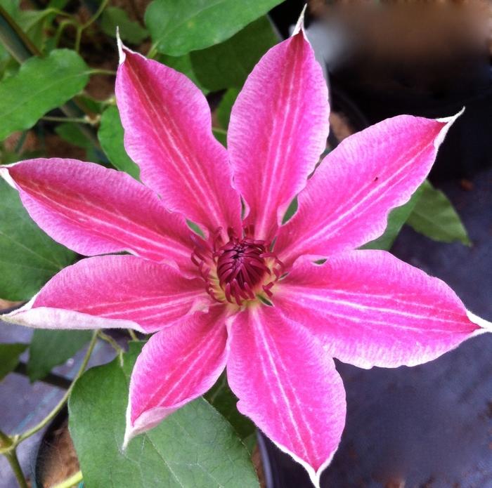 Lincoln Star Clematis