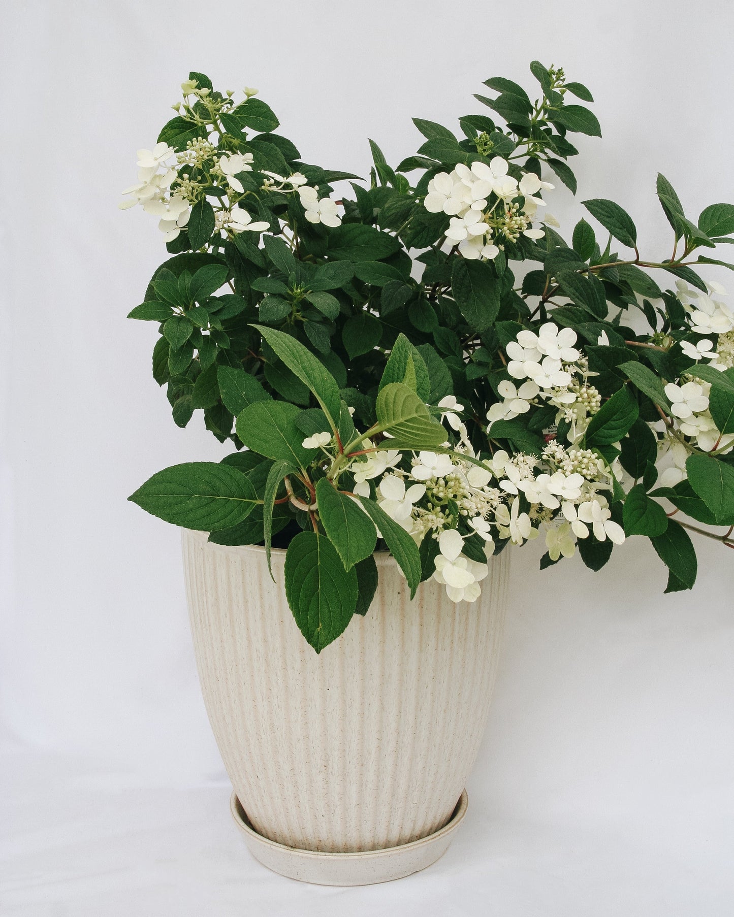 Little Quick Fire Hydrangea
