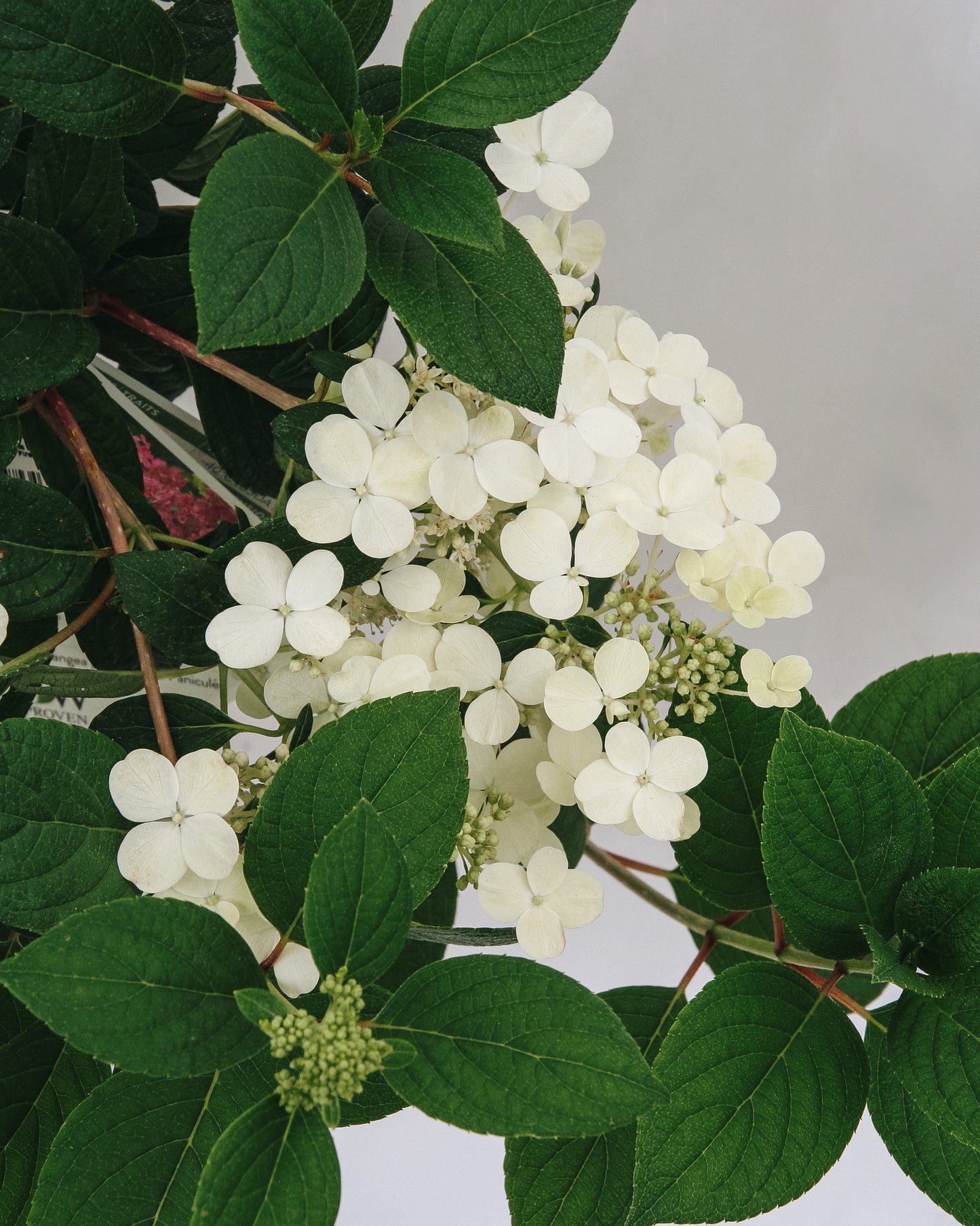 Little Quick Fire Hydrangea