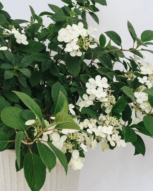 Little Quick Fire Hydrangea