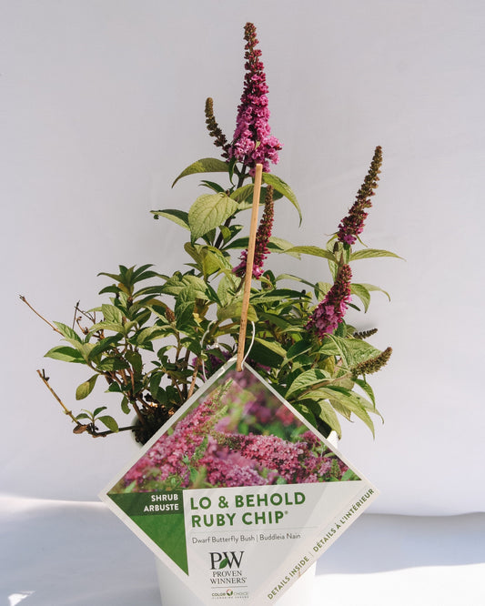 Voici l'arbre aux papillons Ruby Chip