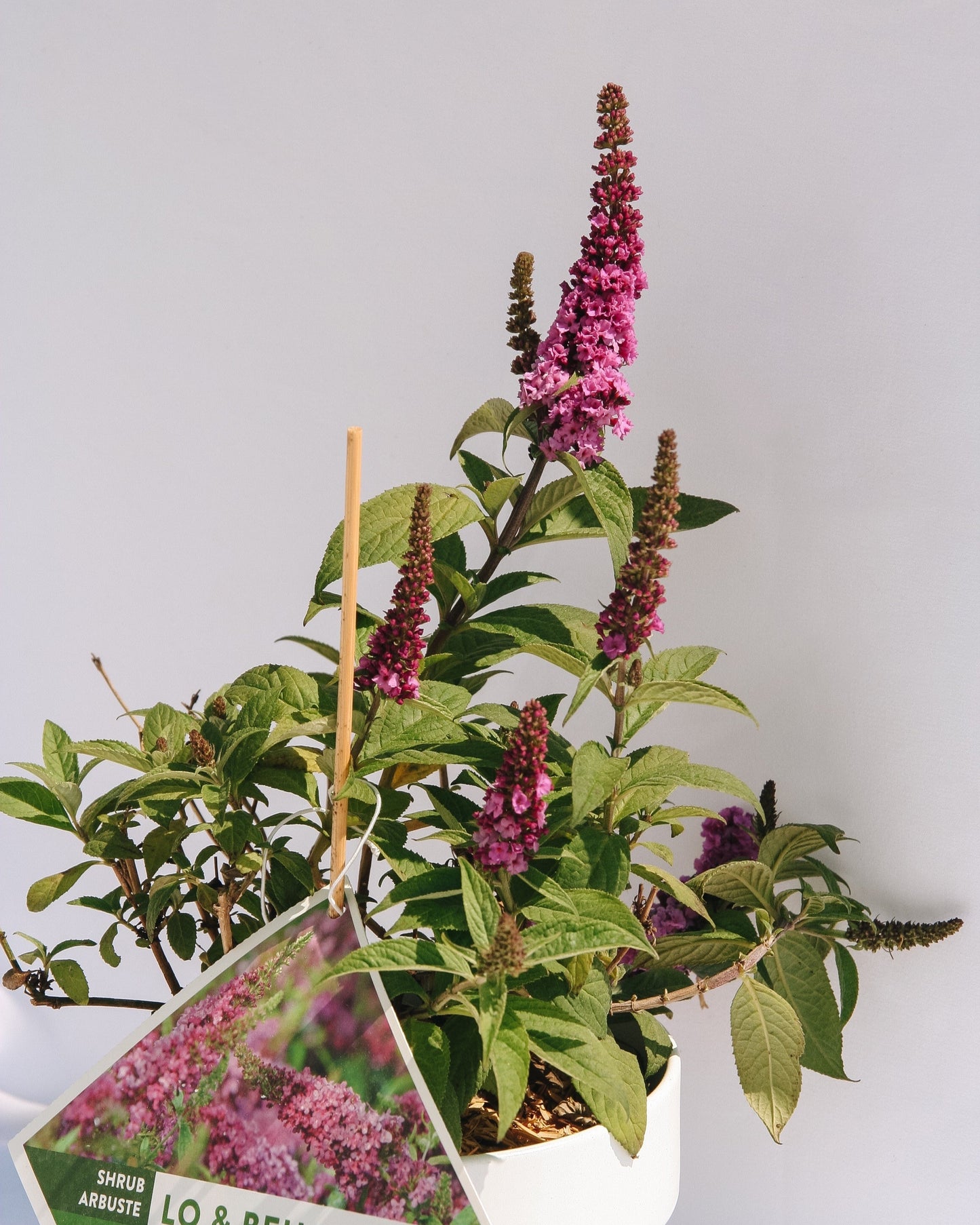 Voici l'arbre aux papillons Ruby Chip