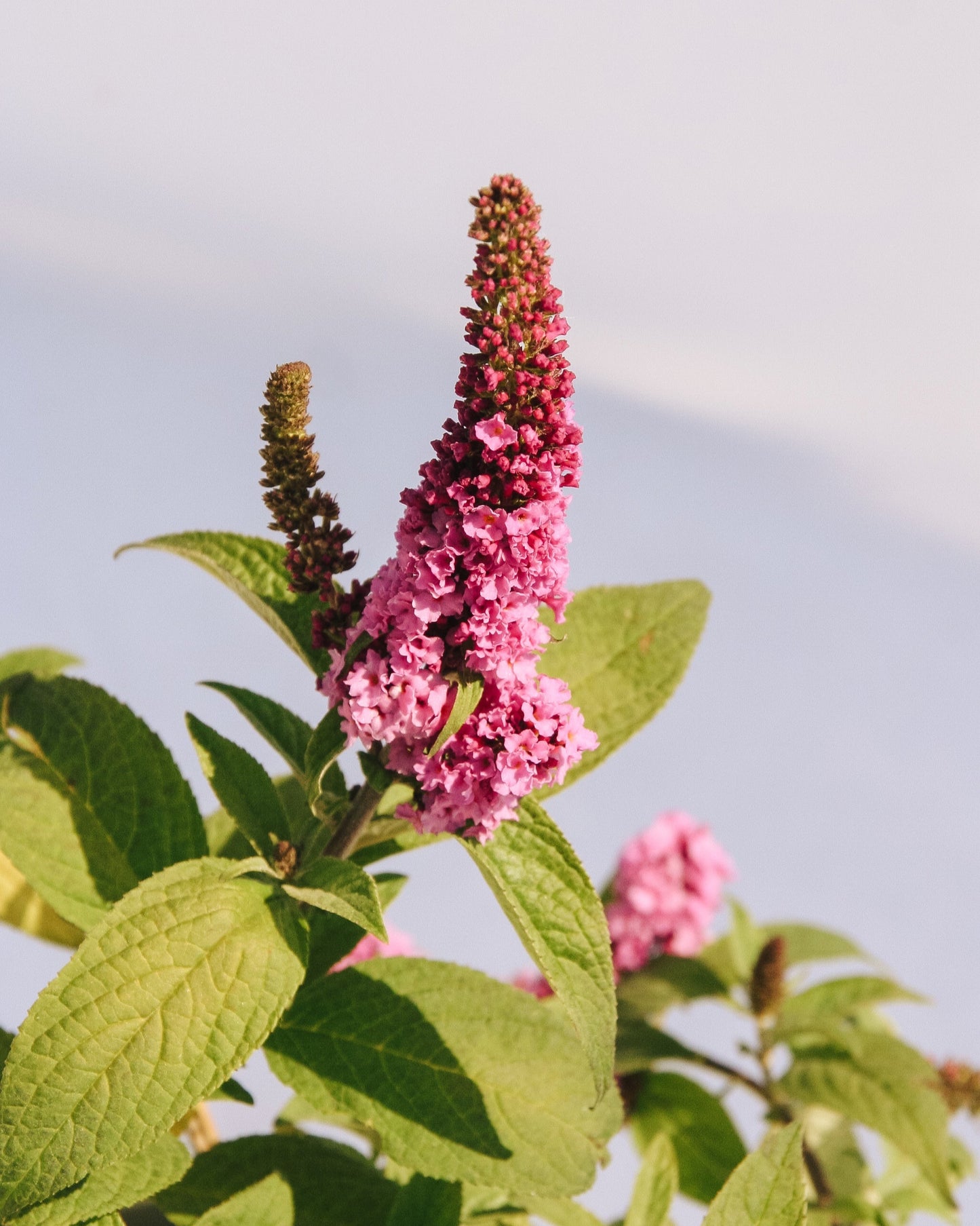 Voici l'arbre aux papillons Ruby Chip