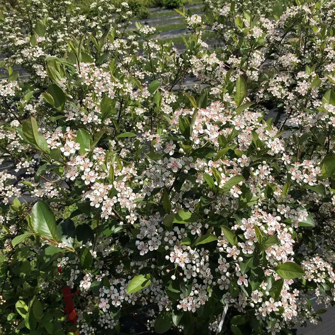 Low Scape Snowfire Aronia