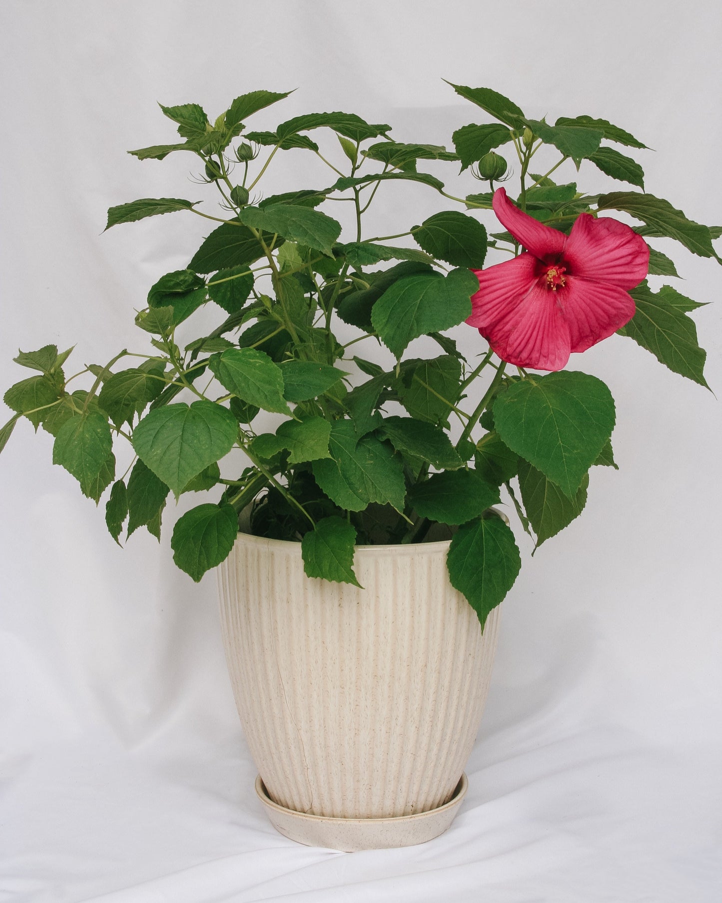 Luna Rose Rose Mallow